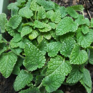 Melissa officinalis 'Lime Balm'