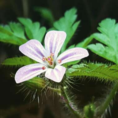 Geranium yeoi