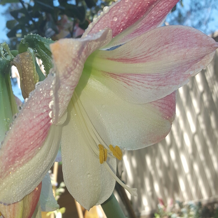 Plant image Hippeastrum (Galaxy Group) 'Apple Blossom'