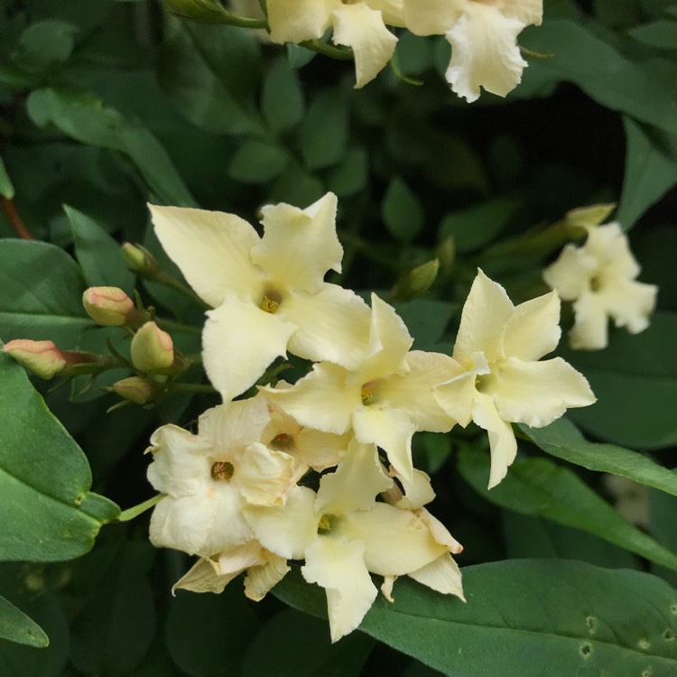 Plant image Jasminum officinale 'Clotted Cream' Syn. 'Devon Cream'