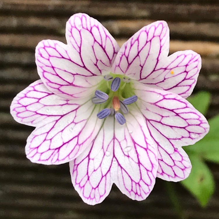 Plant image Geranium versicolor