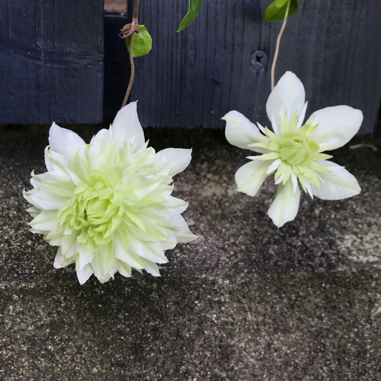 Plant image Clematis florida 'Alba plena'