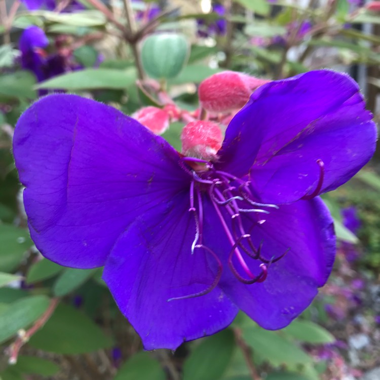 Plant image Tibouchina urvilleana