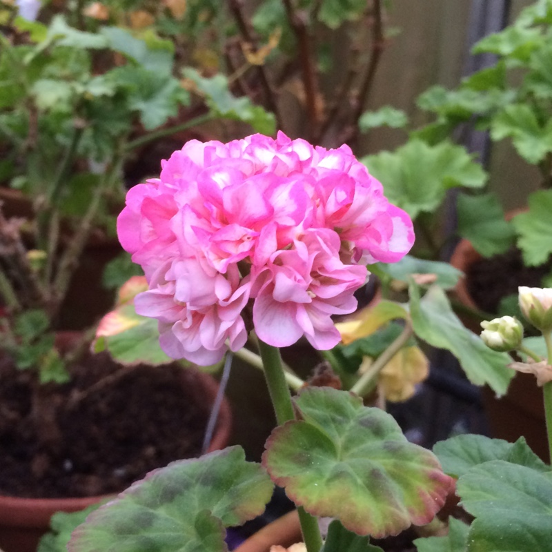 Plant image Pelargonium 'Bold Ann'