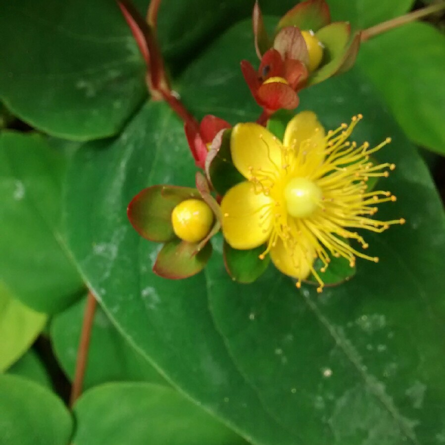 Plant image Hypericum x inodorum 'Magical Red'