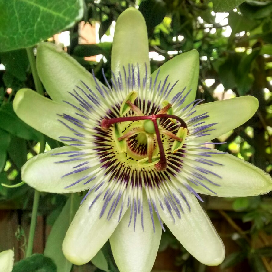 Passion Flower