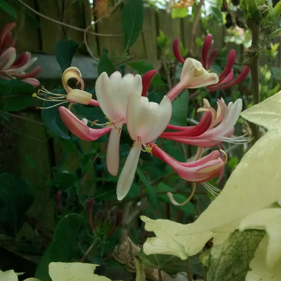 Lonicera