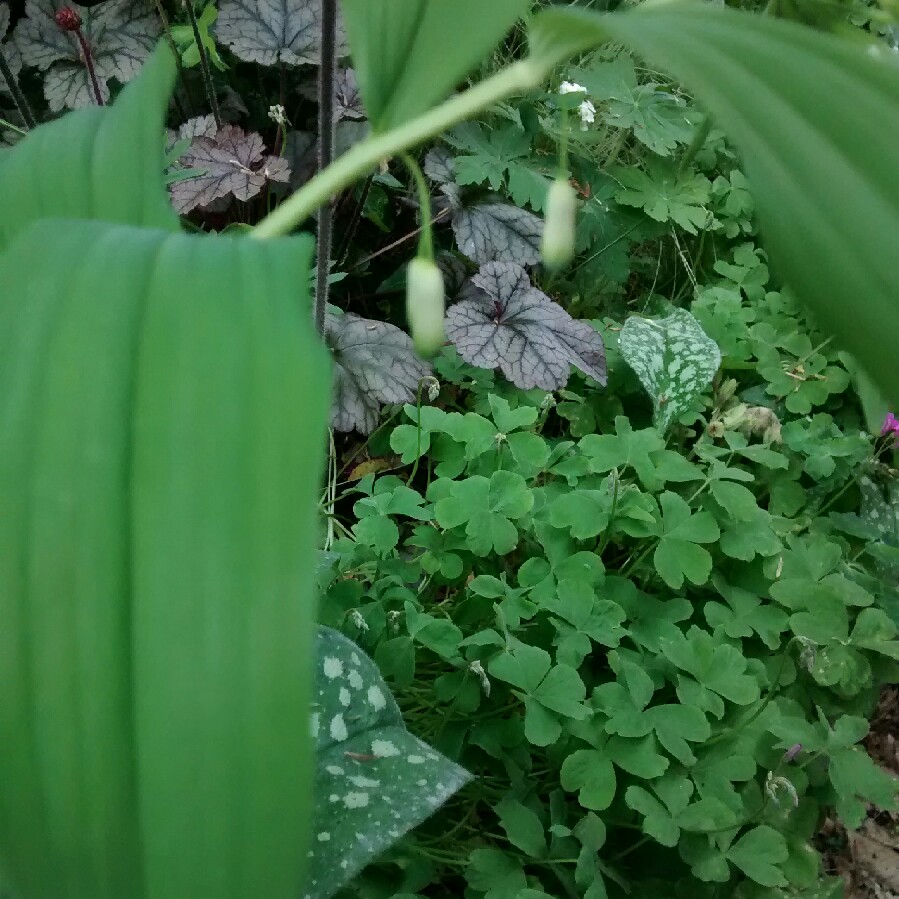 Polygonatum multiflorum