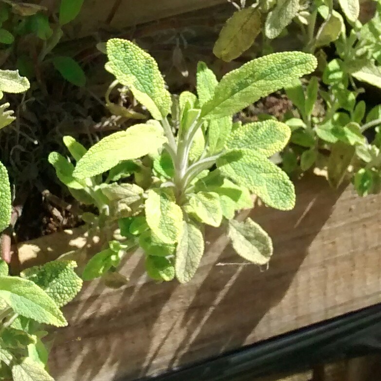 Plant image Salvia officinalis 'Icterina' syn. Salvia officinalis 'Variegata'