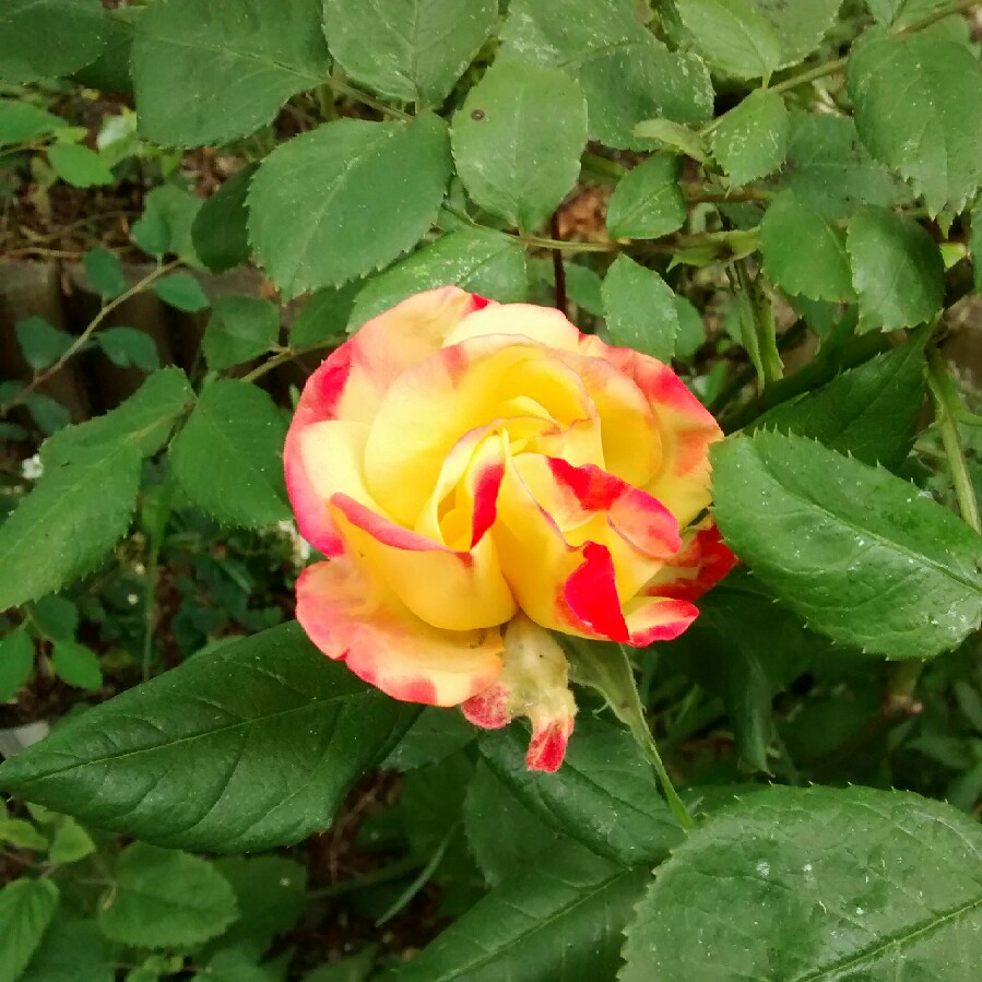 Rosa 'Masquerade'