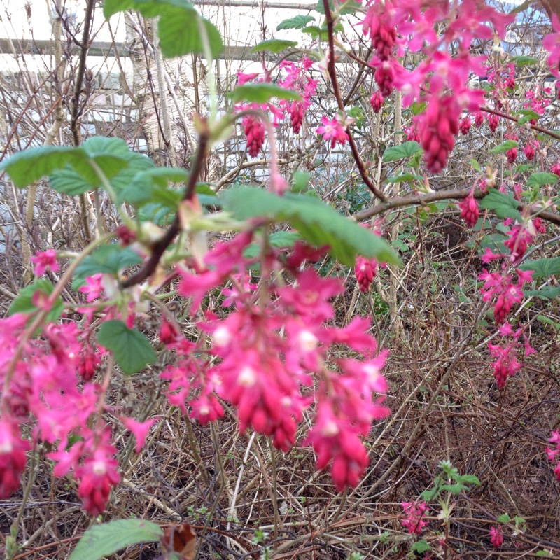 Flowering Currant