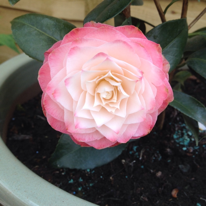 Camellia 'Nuccio's Pearl'