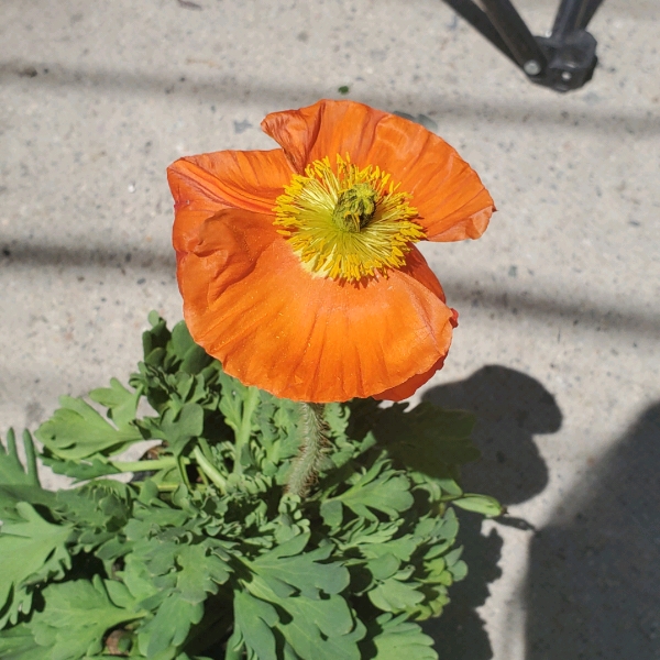 Plant image Papaver nudicaule 'Artist's Glory'