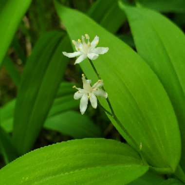 False Solomon's Seal