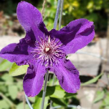 Clematis