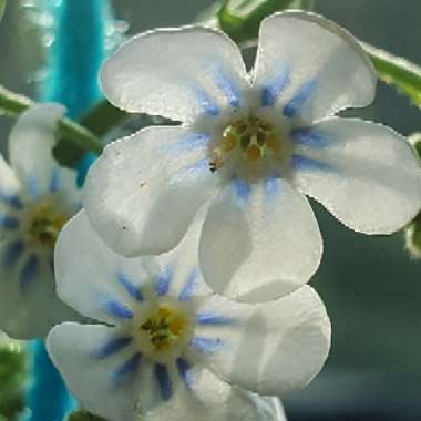 Forget-Me-Not