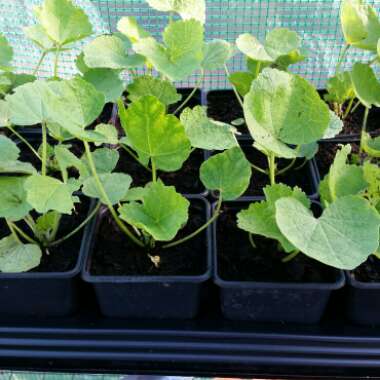 Alcea rosea  syn. Althaea rosea