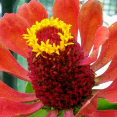 Zinnia elegans