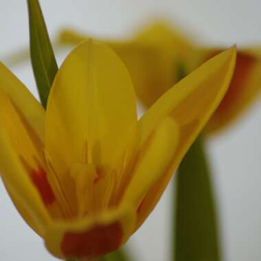 Tulipa