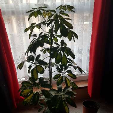 Variegated Umbrella Tree