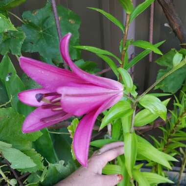 Lily 'Purple Prince' (Other)