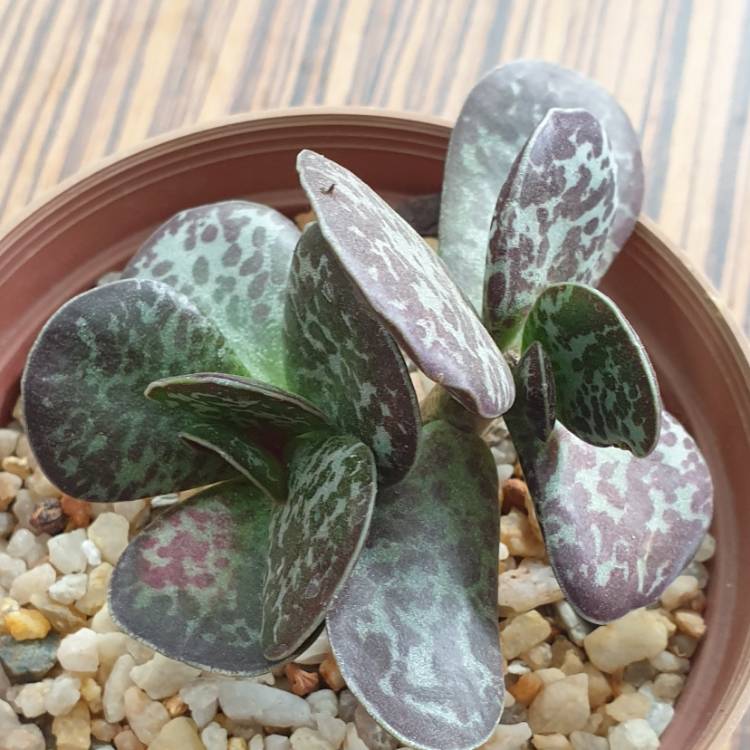 Plant image Adromischus maculatus syn. Cotyledon rupicola ; Cotyledon maculatus