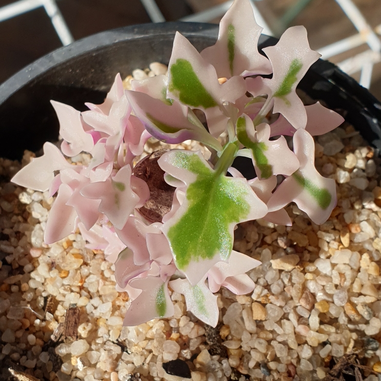 Plant image Senecio Articulatus Variegatus