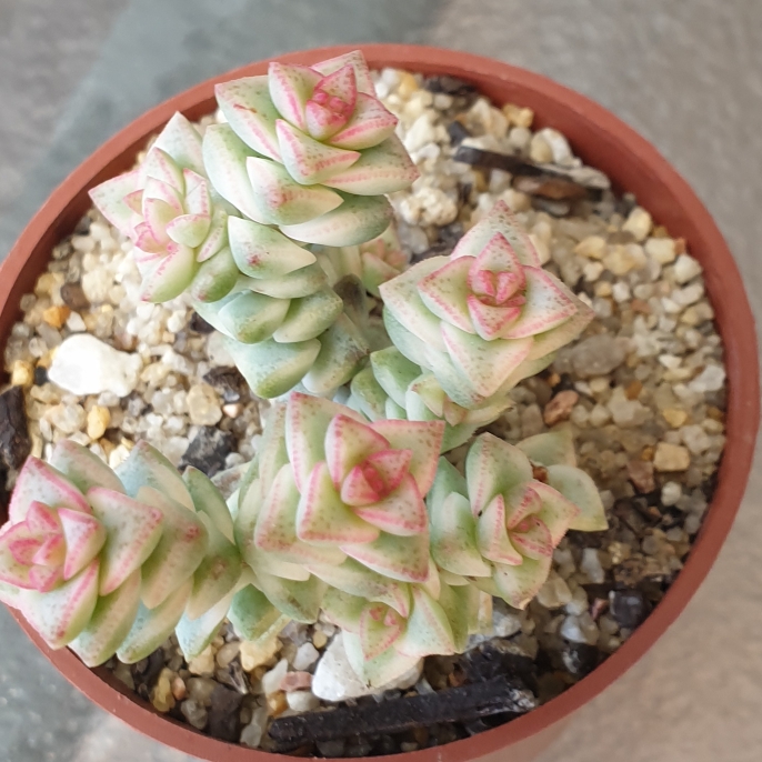 Plant image Crassula Tom Thumb Variegata