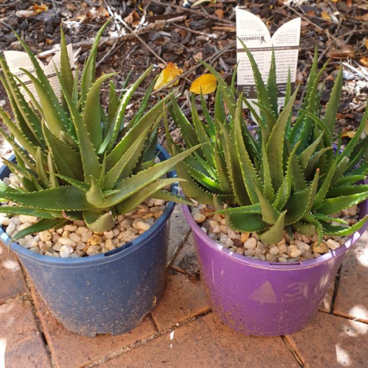 Plant image Aloe 'Sea Urchin'