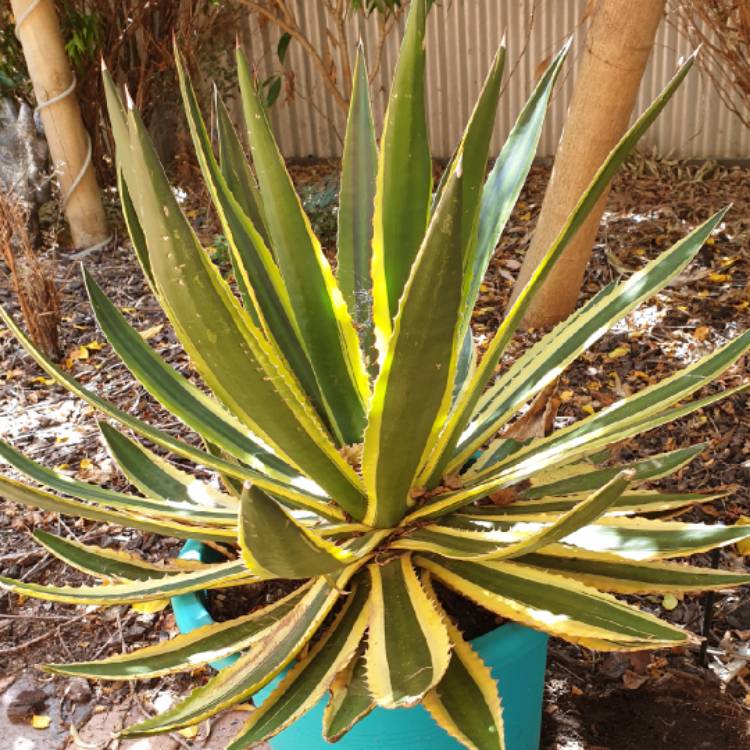 Plant image Agave lophantha 'Quadricolour'