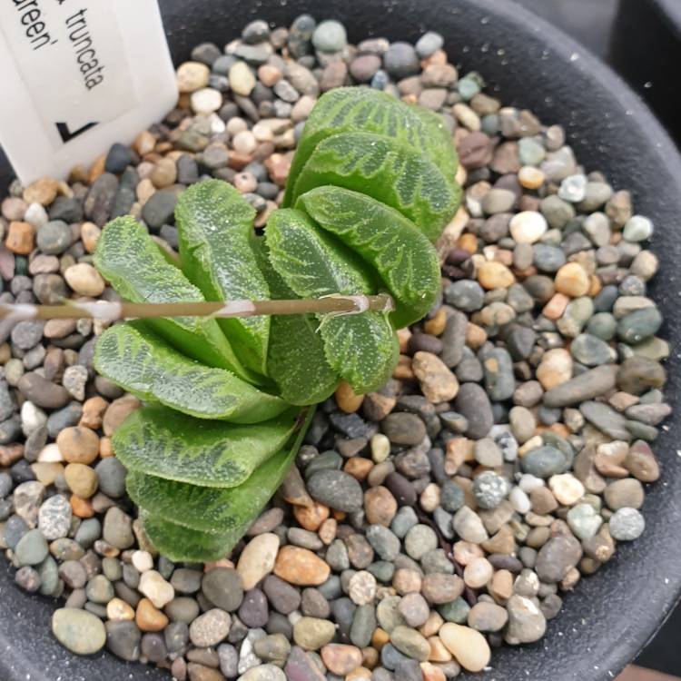 Plant image Haworthia truncata 'Lime Green'