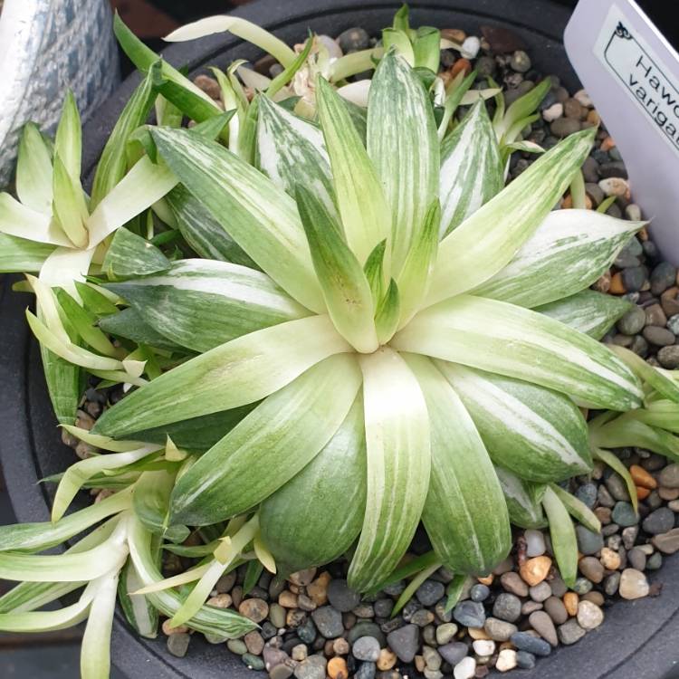 Plant image Haworthia Batesiana Variegated