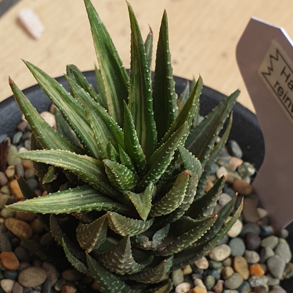 Plant image Haworthia Reinwardtii ssp. Reinwardtii Variegata