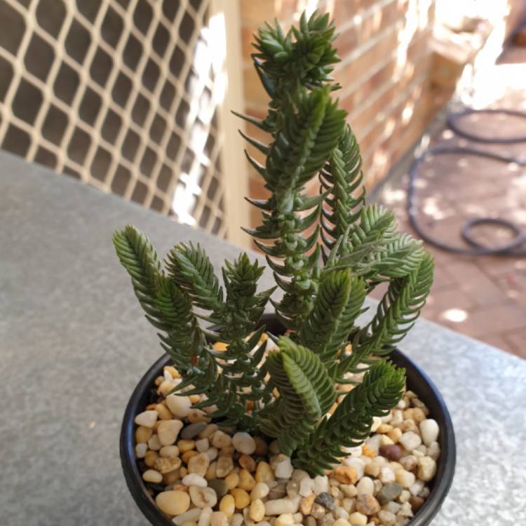 Plant image Crassula Ericoides