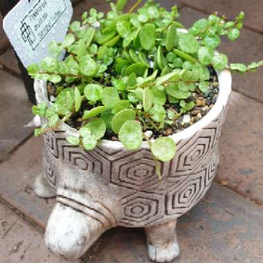 Peperomia prostrata