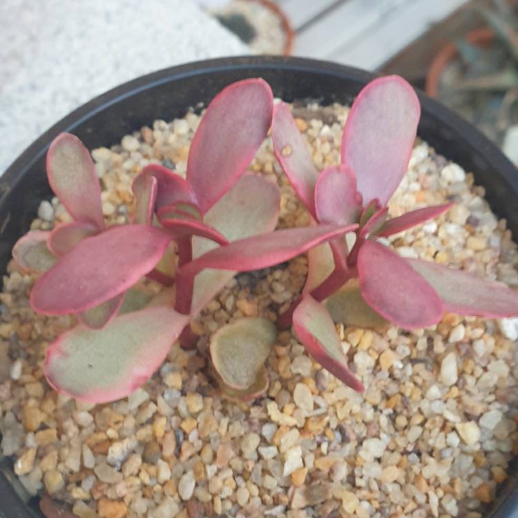 Plant image Crassula platyphylla variegated