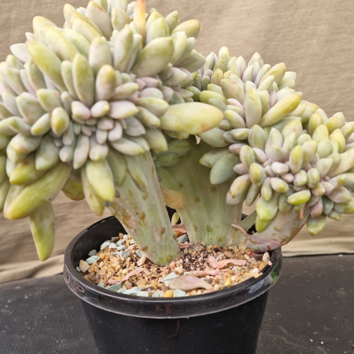 Plant image x Pachyveria Elaine Cristata