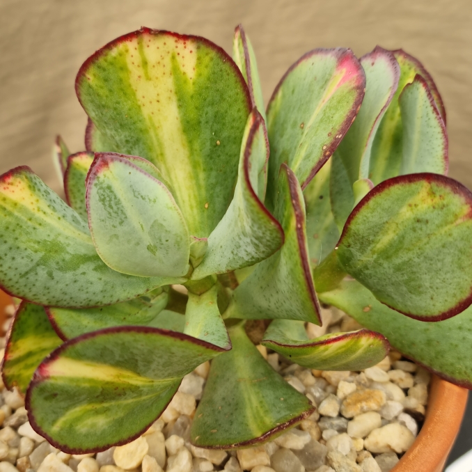 Plant image Crassula arborescens subsp. undulatafolia 'Bluebird Varigata'