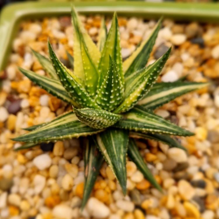 Plant image Haworthia fasciata variegata