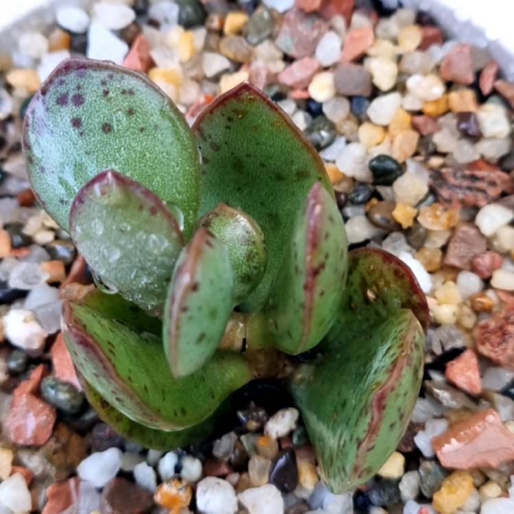 Plant image Adromischus schuldtianus