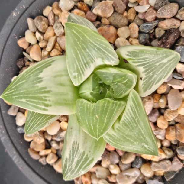 Plant image Haworthia retusa 'Milky Way'