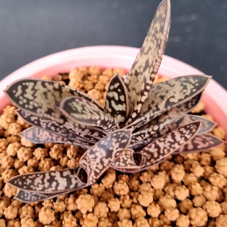 Plant image Gasteria bicolor var. 'Liliputana'