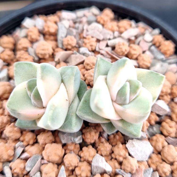 Plant image Crassula Moonglow Variegata