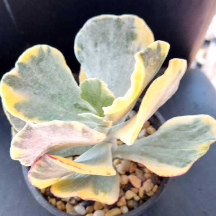 Plant image Cotyledon Orbiculata var. Orbiculata Variegata