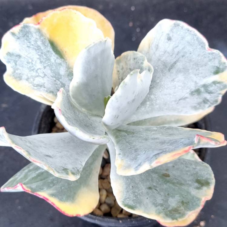 Plant image Cotyledon Orbiculata var. Orbiculata Variegata