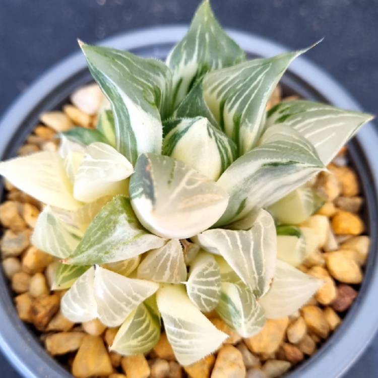 Plant image Haworthia Magnifica Variegated