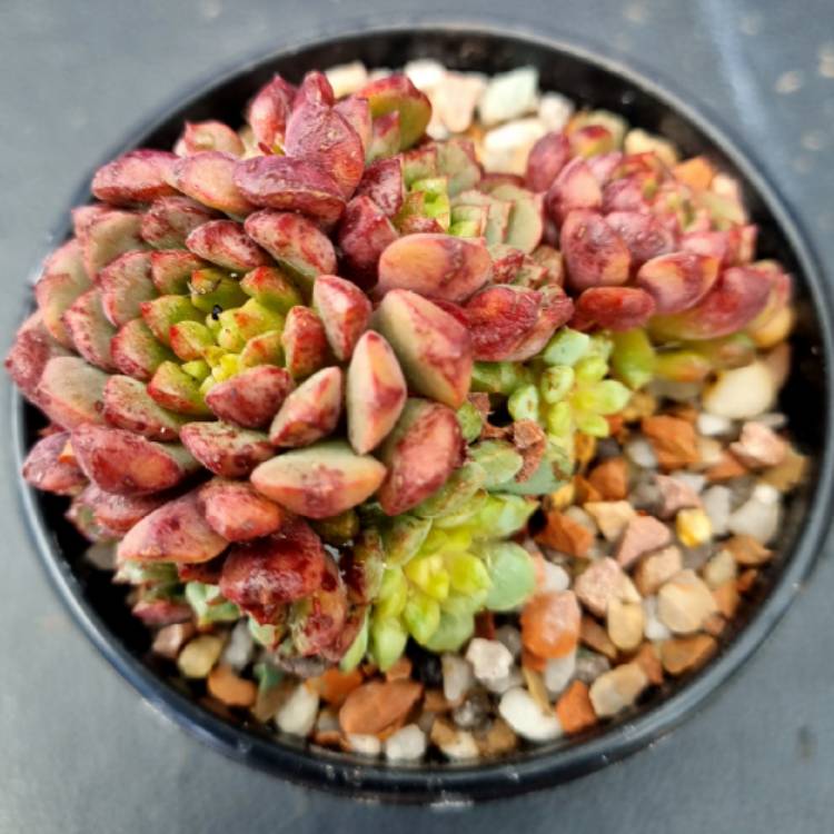 Plant image Echeveria Nocturne