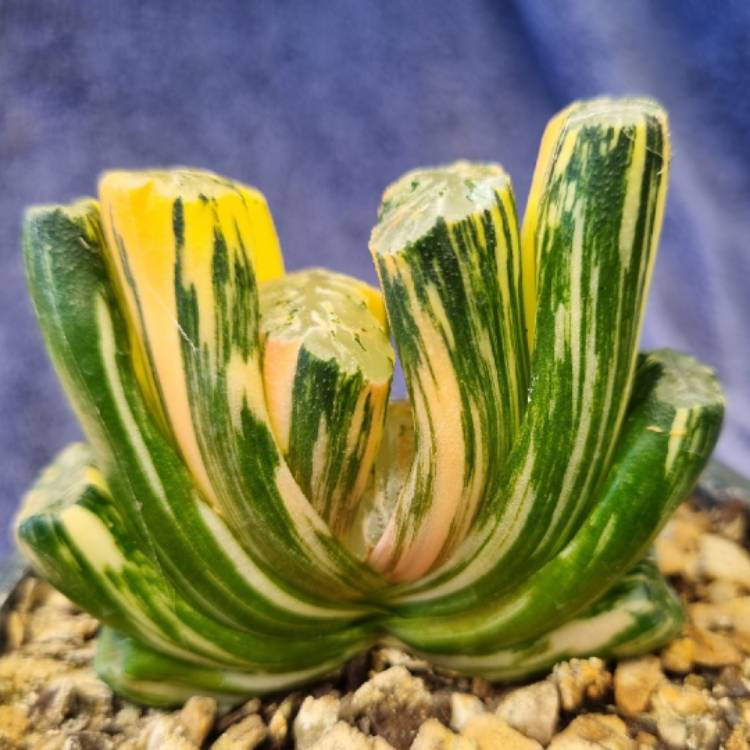 Plant image Haworthia Truncata Variegated 