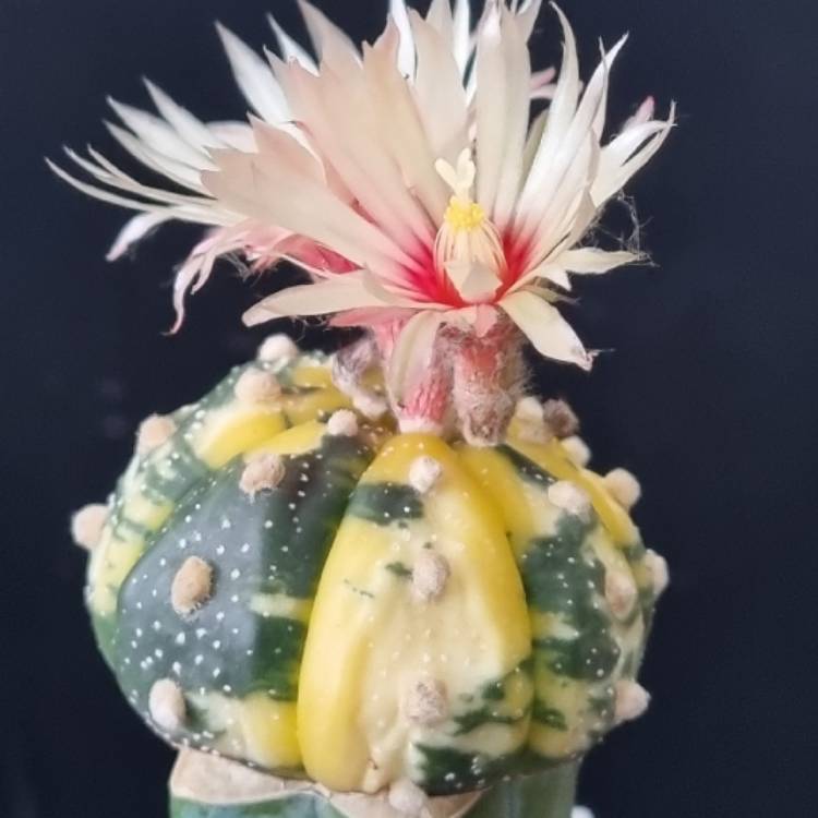 Plant image Astrophytum Asterias Variegata 