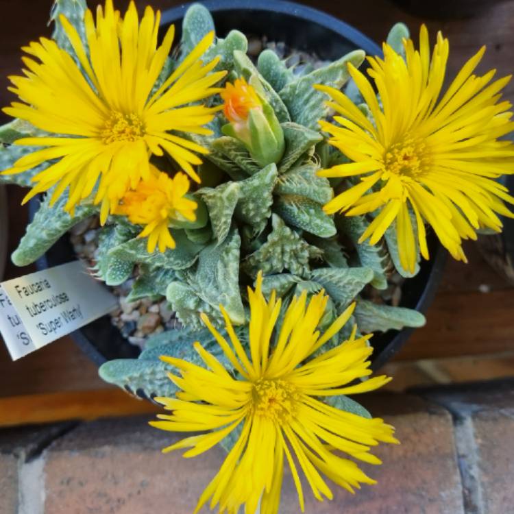 Plant image Faucaria tuberculosa